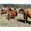 Image 2 : 7C Ranch - 610# Steer Calves - 100 Head (Marwayne, AB)