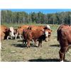 Image 4 : 7C Ranch - 610# Steer Calves - 100 Head (Marwayne, AB)
