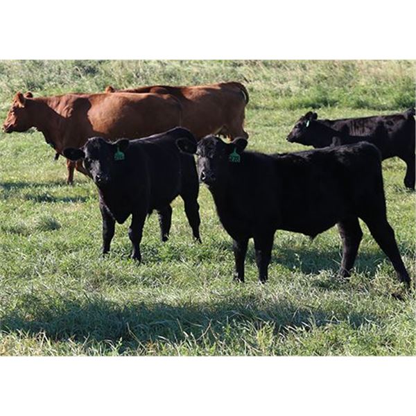 Hilltop Cattle Co. - 625# Steers - 150 Head (Carlyle, SK)