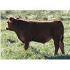 Image 3 : Hilltop Cattle Co. - 625# Steers - 150 Head (Carlyle, SK)
