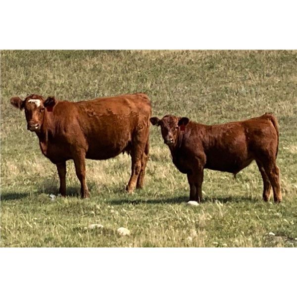 Cockburn Ranch - 600# Steer Calves - 100 Head (Old Wives, SK)