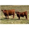 Image 1 : Cockburn Ranch - 600# Steer Calves - 100 Head (Old Wives, SK)