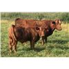 Image 2 : Cockburn Ranch - 600# Steer Calves - 100 Head (Old Wives, SK)