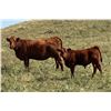 Image 3 : Cockburn Ranch - 600# Steer Calves - 100 Head (Old Wives, SK)