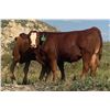 Image 4 : Cockburn Ranch - 600# Steer Calves - 100 Head (Old Wives, SK)
