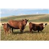 Image 5 : Cockburn Ranch - 600# Steer Calves - 100 Head (Old Wives, SK)
