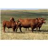 Image 6 : Cockburn Ranch - 600# Steer Calves - 100 Head (Old Wives, SK)