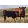 Image 7 : Cockburn Ranch - 600# Steer Calves - 100 Head (Old Wives, SK)