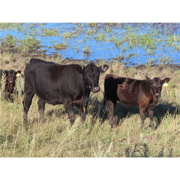 Sheldon Orban - 590# Steer Calves - 65 Head (Cupar, SK)