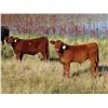 Image 6 : Sheldon Orban - 590# Steer Calves - 65 Head (Cupar, SK)