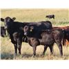 Image 7 : Sheldon Orban - 590# Steer Calves - 65 Head (Cupar, SK)