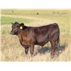 Image 8 : Sheldon Orban - 590# Steer Calves - 65 Head (Cupar, SK)