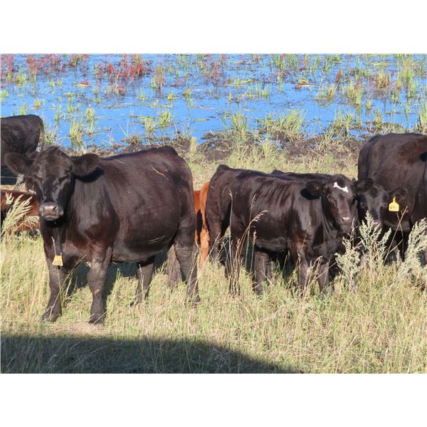 Sheldon Orban - 530# Heifer Calves - 55 Head (Cupar, SK)