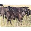 Image 6 : Sheldon Orban - 530# Heifer Calves - 55 Head (Cupar, SK)