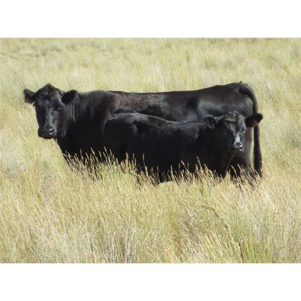 Marshall Murch - 580# Steer Calves - 100 head (Lancer, SK)