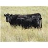 Image 1 : Marshall Murch - 580# Steer Calves - 100 head (Lancer, SK)