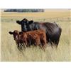 Image 2 : Marshall Murch - 580# Steer Calves - 100 head (Lancer, SK)