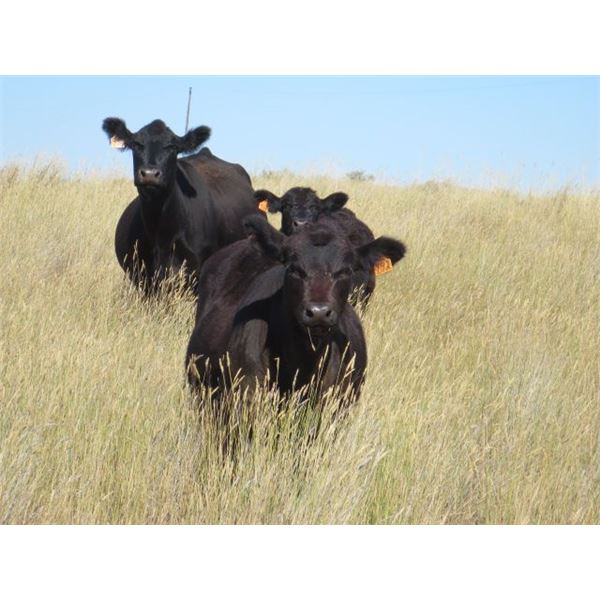 Marshall Murch - 550# Heifer Calves - 100 Head (Lancer, SK)