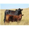 Image 2 : Marshall Murch - 550# Heifer Calves - 100 Head (Lancer, SK)