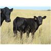Image 3 : Marshall Murch - 550# Heifer Calves - 100 Head (Lancer, SK)
