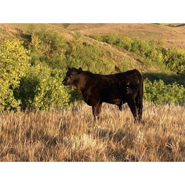 L & J Ranch - 590# Steer Calves - 110 Head (Harptree, SK)