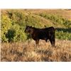 Image 1 : L & J Ranch - 590# Steer Calves - 110 Head (Harptree, SK)