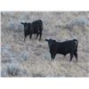 Image 3 : L & J Ranch - 590# Steer Calves - 110 Head (Harptree, SK)