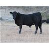 Image 5 : L & J Ranch - 590# Steer Calves - 110 Head (Harptree, SK)