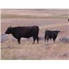 Image 6 : L & J Ranch - 590# Steer Calves - 110 Head (Harptree, SK)