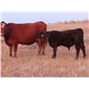 Image 8 : L & J Ranch - 590# Steer Calves - 110 Head (Harptree, SK)