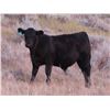 Image 9 : L & J Ranch - 590# Steer Calves - 110 Head (Harptree, SK)