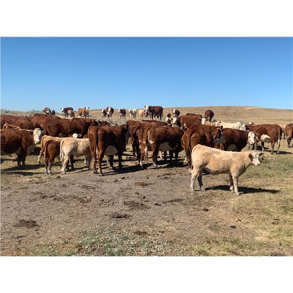 Red Rock Land & Cattle  - 550# Steers - 100 Head (Eastend, SK)