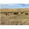 Image 4 : Red Rock Land & Cattle  - 550# Steers - 100 Head (Eastend, SK)