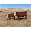 Image 6 : Red Rock Land & Cattle  - 550# Steers - 100 Head (Eastend, SK)