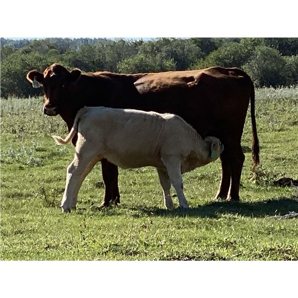 Bar 33 Ranch - 580# Steer Calves - 190 Heads (Cochrane, AB)