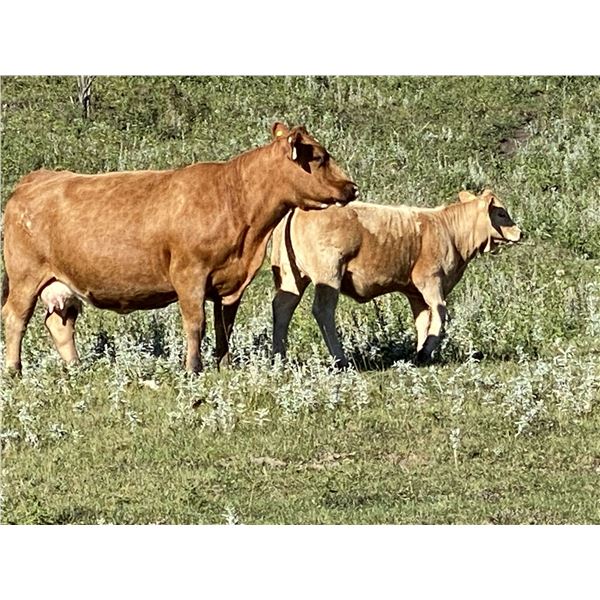 Bar 33 Ranch - 560# Heifer Calves - 160 Head (Cochrane, AB)