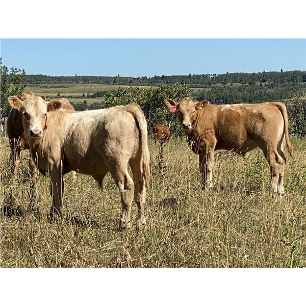 DP Cattle Co. - 520# Steer Calves - 85 Head (Cochrane, AB)