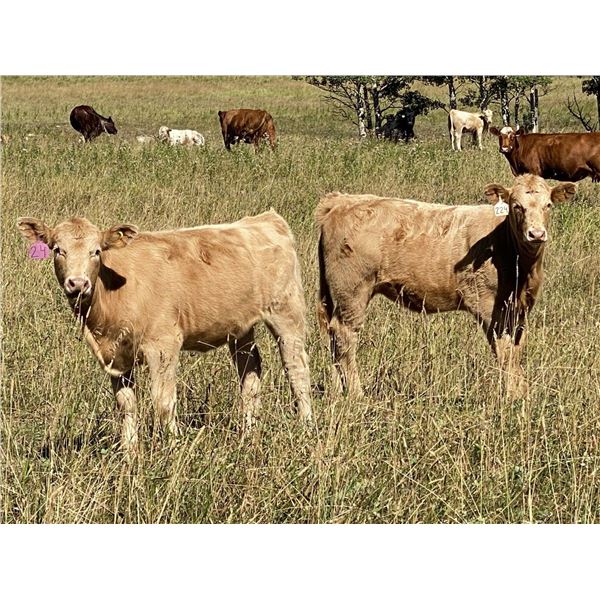 DP Cattle Co. - 490# Heifer Calves - 85 Head (Cochrane, AB)