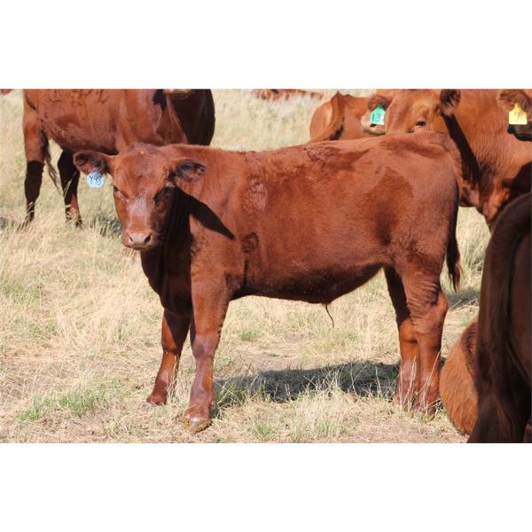 DMR Cattle Co. - 535# Steer Calves - 50 Head (Carmangay, AB)