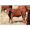 Image 1 : DMR Cattle Co. - 535# Steer Calves - 50 Head (Carmangay, AB)