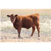 Image 2 : DMR Cattle Co. - 535# Steer Calves - 50 Head (Carmangay, AB)