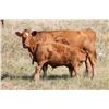 Image 3 : DMR Cattle Co. - 535# Steer Calves - 50 Head (Carmangay, AB)