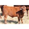Image 5 : DMR Cattle Co. - 535# Steer Calves - 50 Head (Carmangay, AB)