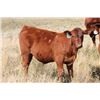 Image 6 : DMR Cattle Co. - 535# Steer Calves - 50 Head (Carmangay, AB)