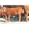 Image 3 : DMR Cattle Co. - 475# Heifer Calves - 34 Head (Carmangay, AB)