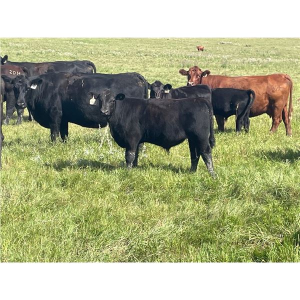 Hanging H Ranch Ltd. - 530# Steer Calves - 100 Head (Marwayne, AB)