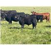 Image 1 : Hanging H Ranch Ltd. - 530# Steer Calves - 100 Head (Marwayne, AB)