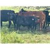 Image 2 : Hanging H Ranch Ltd. - 530# Steer Calves - 100 Head (Marwayne, AB)