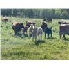 Image 6 : Hanging H Ranch Ltd. - 530# Steer Calves - 100 Head (Marwayne, AB)