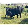 Image 7 : Hanging H Ranch Ltd. - 530# Steer Calves - 100 Head (Marwayne, AB)